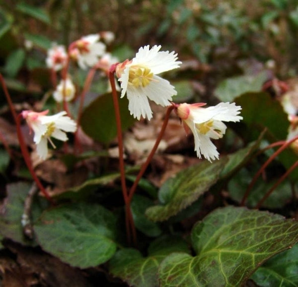 Image of Shortia galacifolia||Joe Townsend