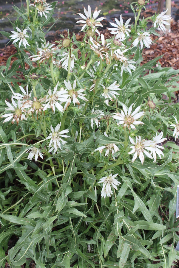 Image of Silphium albiflorum|Juniper Level Botanic Gdn, NC|JLBG