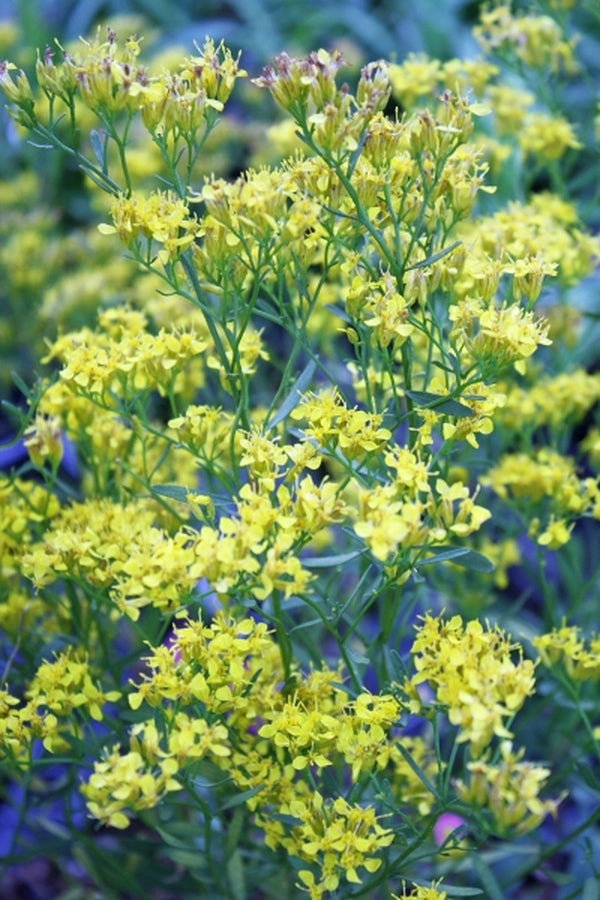 Image of Solidago pauciflosculosa|Juniper Level Botanic Gdn, NC|JLBG