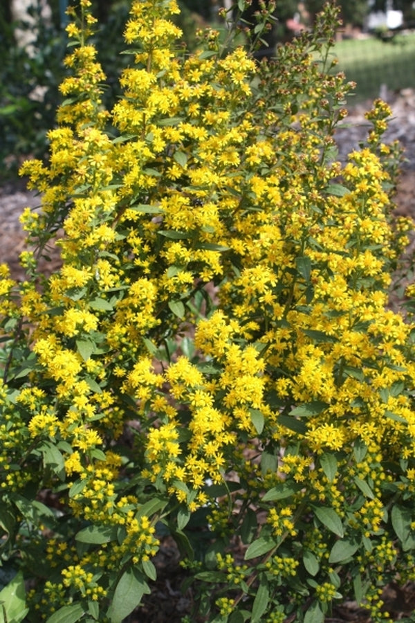 Image of Solidago roanensis|Juniper Level Botanic Gdn, NC|JLBG