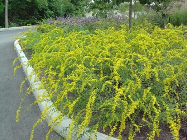 Image of Solidago shortii 'Solar Cascade'|Cincinnati Zoo, OH|S. Foltz