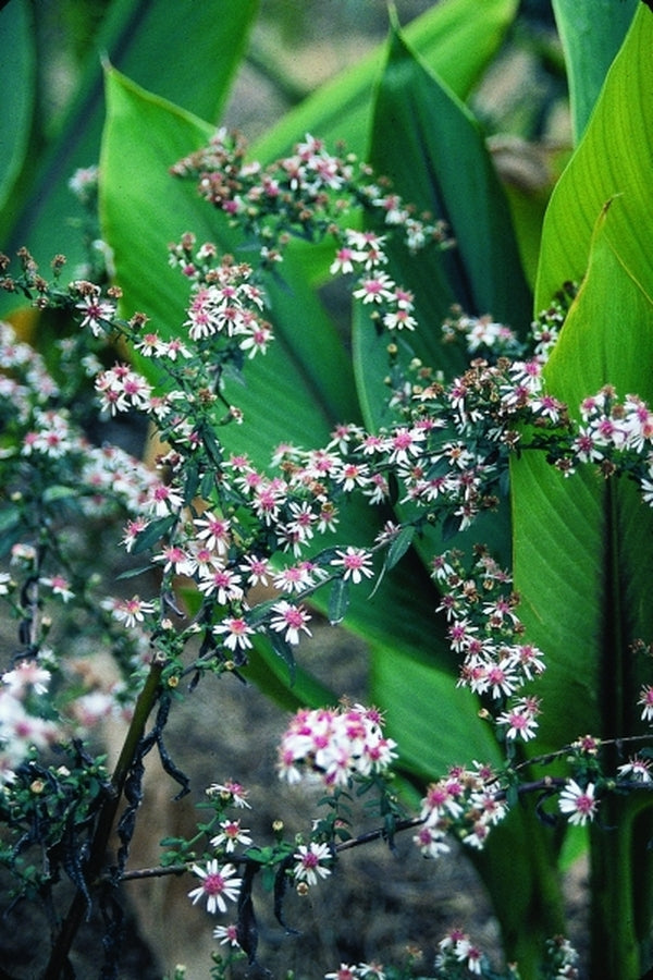 Image of Symphyotrichum lateriflorum 'Lady in Black'taken at Juniper Level Botanic Gdn, NC by JLBG