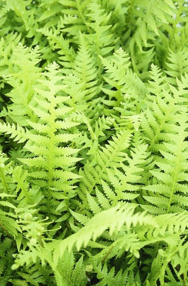 Image of Thelypteris decursive-pinnatataken at Juniper Level Botanic Gdn, NC by JLBG