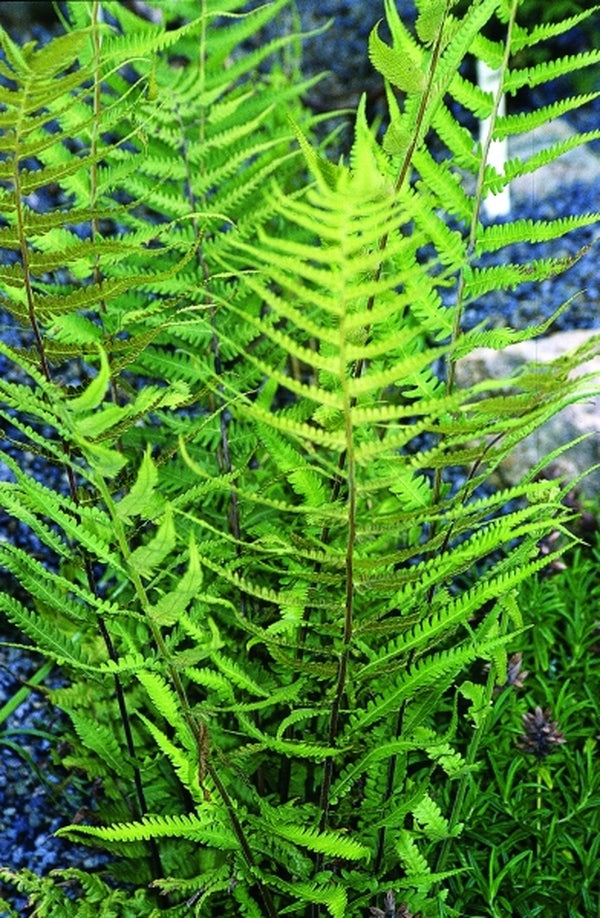 Image of Thelypteris dentata|Juniper Level Botanic Gdn, NC|JLBG