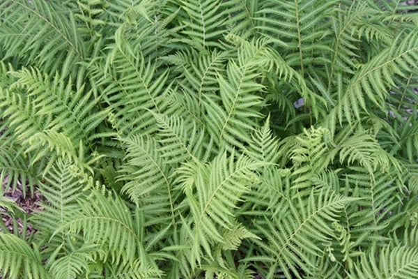 Image of Thelypteris glanduligera 'Green Shag'taken at Juniper Level Botanic Gdn, NC by JLBG