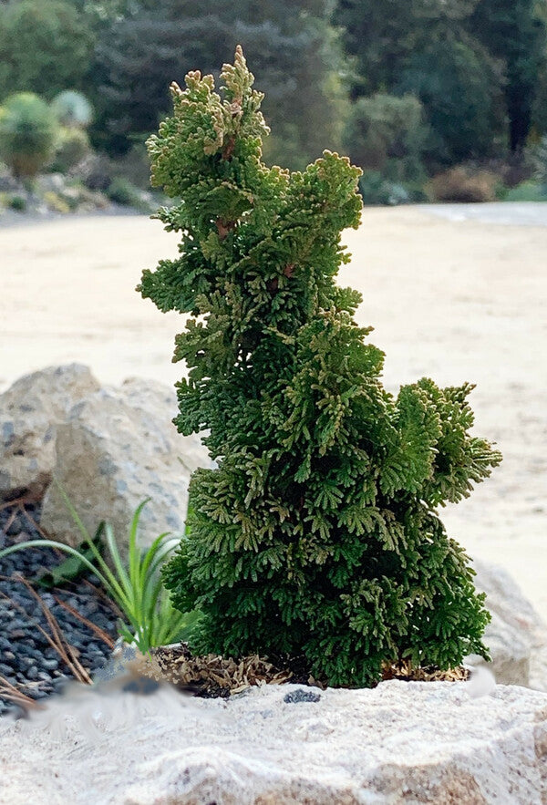 Image of Thuja occidentalis 'Primo'|Juniper Level Botanic Gdn, NC|C. Hardison