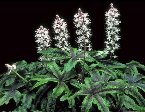 Image of Tiarella 'Iron Butterfly' PP 12,396 EU 9848|Terra Nova Nurseries, OR|Terra Nova Nurseries