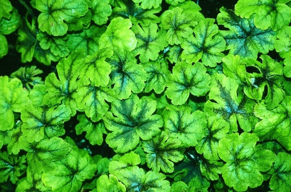 Image of Tiarella 'Jeepers Creepers' PP 13,437 EU 11504|Juniper Level Botanic Gdn, NC|JLBG