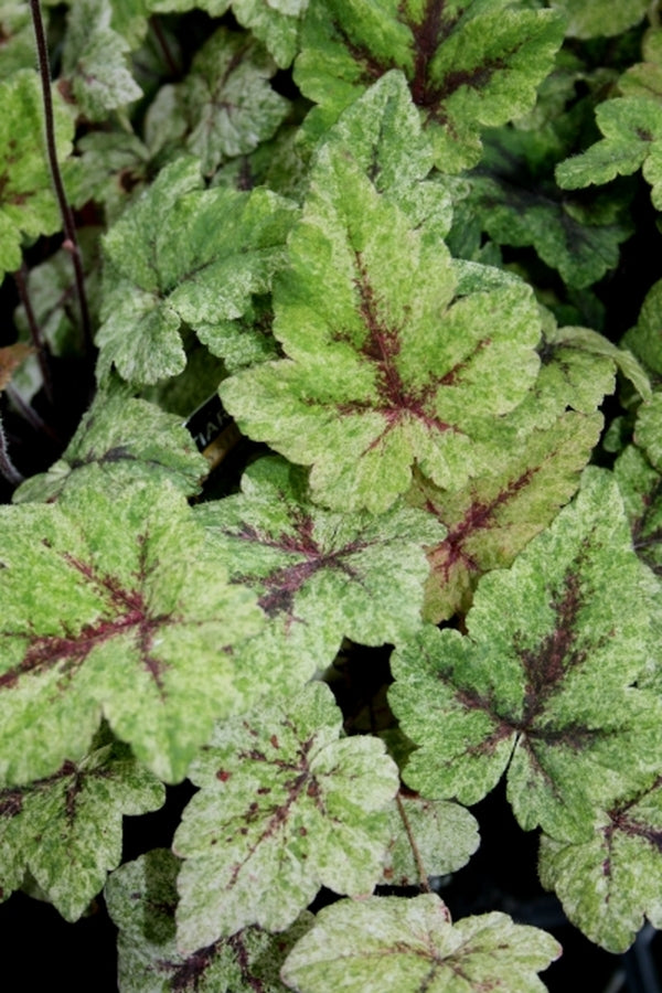 Image of Tiarella 'Mystic Mist' PP21,282|Juniper Level Botanic Gdn, NC|JLBG