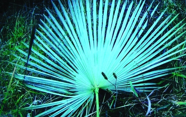 Image of Trachycarpus sp. 'Naga Hills'|In Situ|T. Spanner