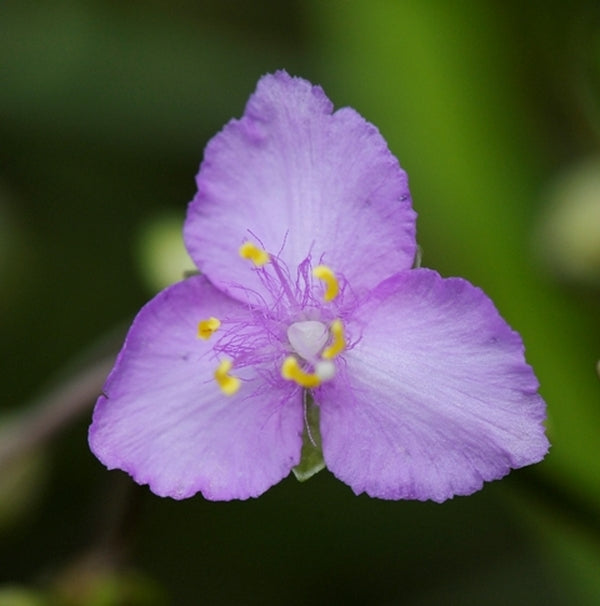 Image of Tradescantia rosea 'Morning Grace'|North Creek Nurseries, PA|North Creek Nurseries