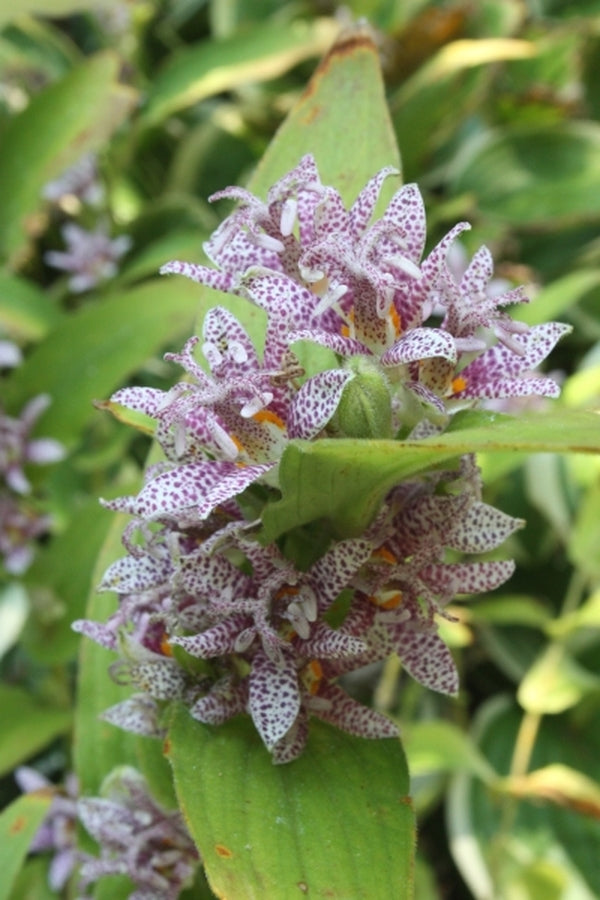 Image of Tricyrtis 'Skyrocket'|Juniper Level Botanic Gdn, NC|JLBG