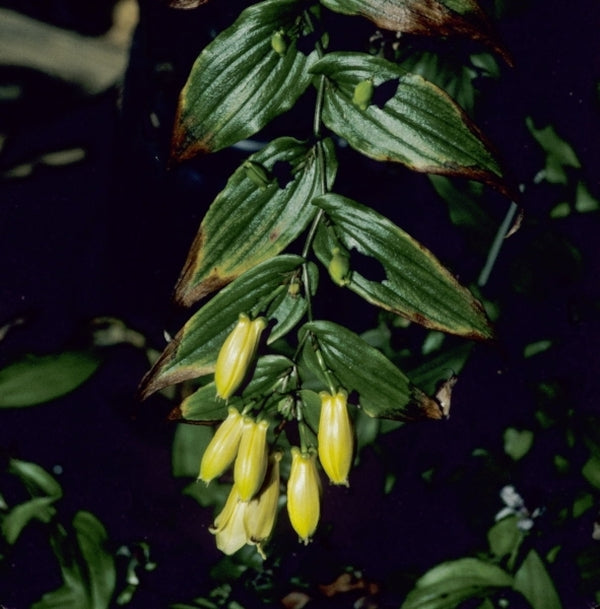 Image of Tricyrtis ishiiana|D. Probst Gdn, MA|D. Probst