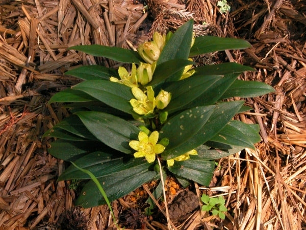 Image of Tricyrtis nana 'Karasuba'|Japan|T. Izumi