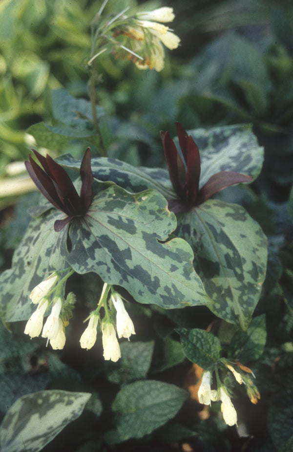 Image of Trillium maculatum 'Edgefield'taken at Juniper Level Botanic Gdn, NC by JLBG