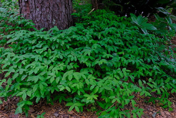 Image of Uvularia perfoliata 'Super Spreader'taken at Juniper Level Botanic Gdn, NC by JLBG