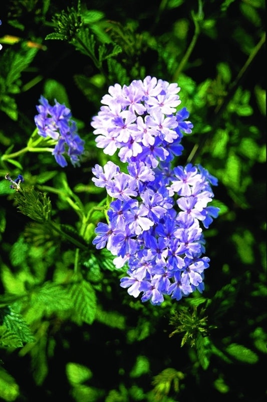 Image of Verbena 'Pinwheel Princess'|Juniper Level Botanic Gdn, NC|JLBG