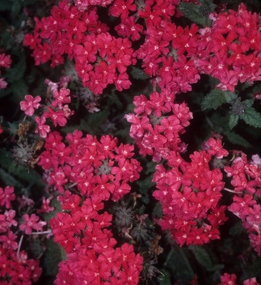 Image of Verbena 'Summer Blaze'taken at Juniper Level Botanic Gdn, NC by JLBG