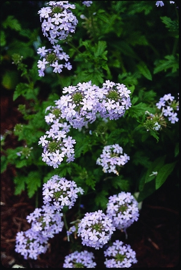 Image of Verbena canadensis 'Lilac Time'|Juniper Level Botanic Gdn, NC|JLBG