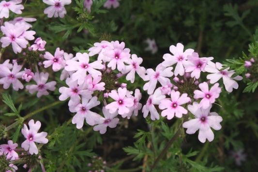 Image of Verbena x oklahomensis 'Rosie'|Juniper Level Botanic Gdn, NC|JLBG