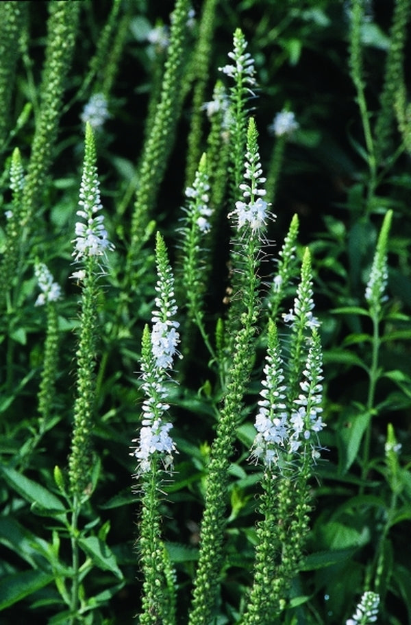 Image of Veronica 'Iglo'|Juniper Level Botanic Gdn, NC|JLBG