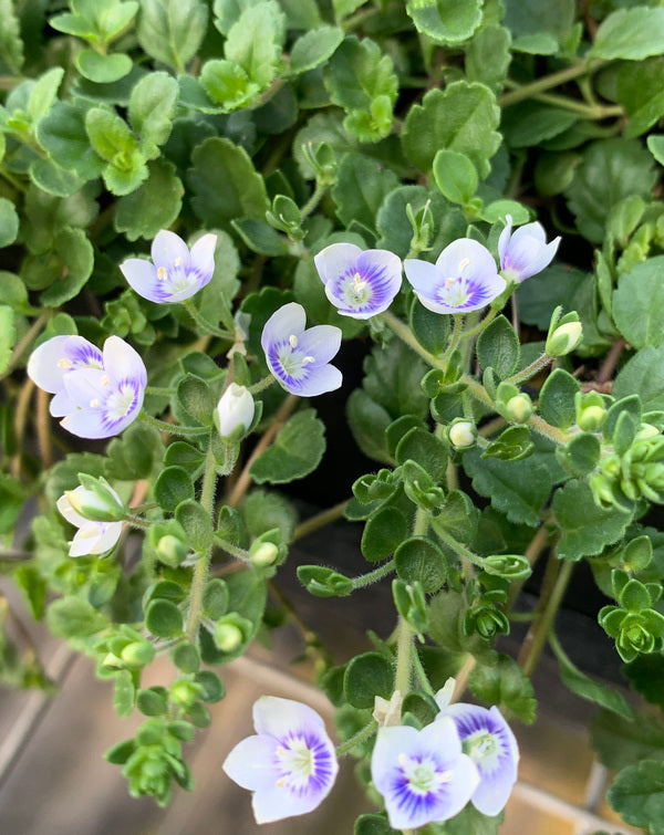 Image of Veronica 'Snowmass'|Juniper Level Botanic Gdn, NC|C. Hardison