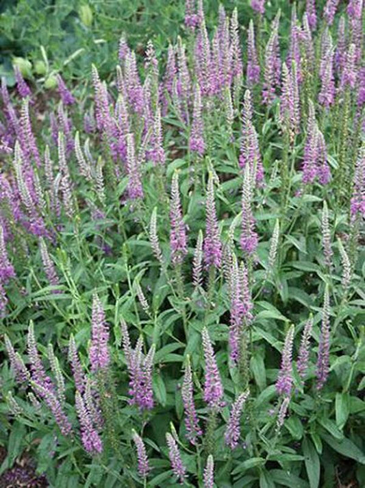 Image of Veronica longifolia 'Eveline' PP 14,888|Juniper Level Botanic Gdn, NC|JLBG