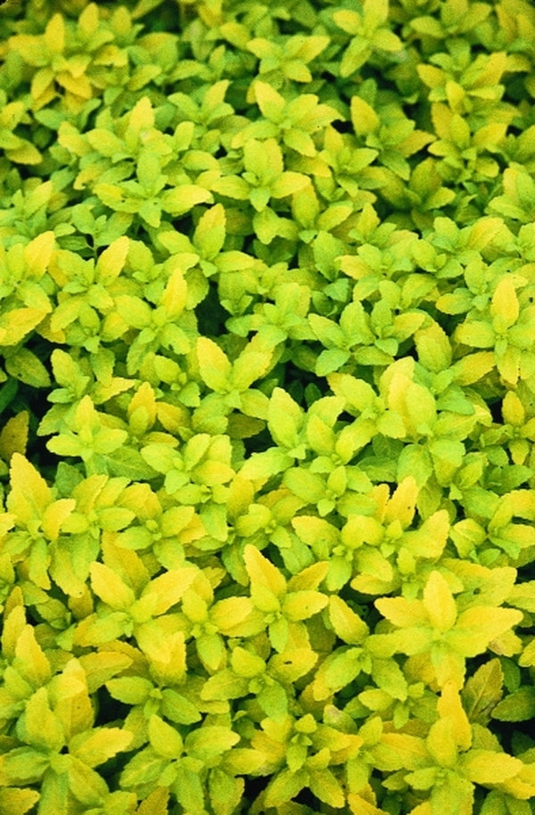 Image of Veronica prostrata 'Aztec Gold' PP 13,354|Juniper Level Botanic Gdn, NC|JLBG