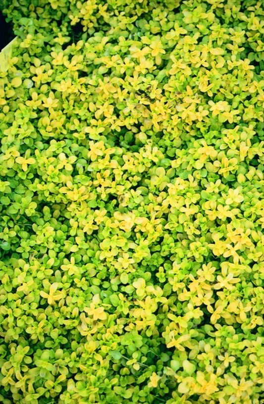 Image of Veronica repens 'Sunshine'|Juniper Level Botanic Gdn, NC|JLBG