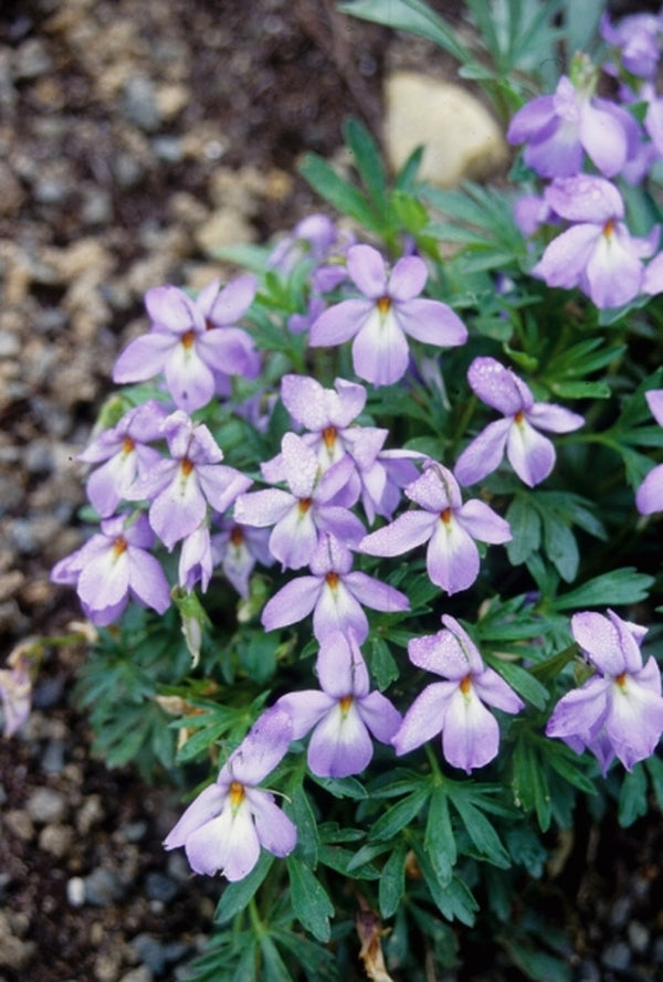Image of Viola pedata|Juniper Level Botanic Gdn, NC|JLBG