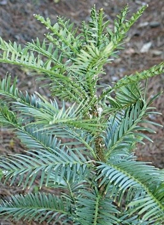 Image of Wollemia nobilis|Juniper Level Botanic Gdn, NC|JLBG