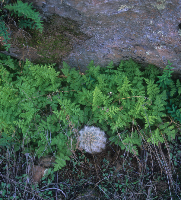 Image of Woodsia obtusataken at In Situ Burnet Co, TX