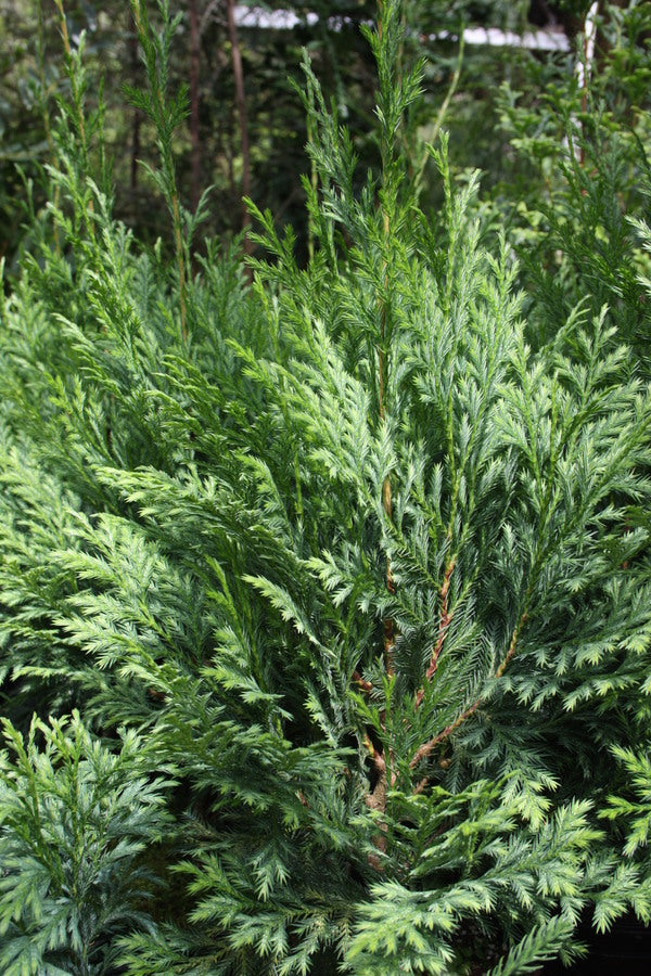 Image of Xanthocyparis vietnamensis|Atlanta Botanic Garden|