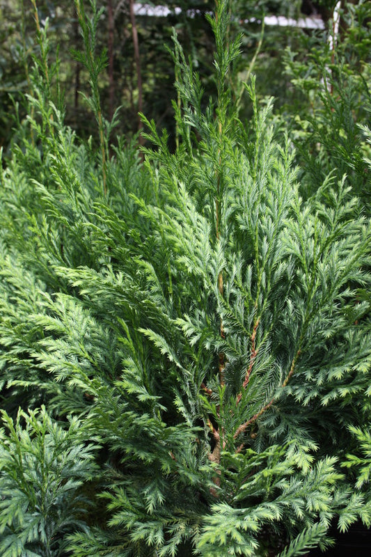 Image of Xanthocyparis vietnamensis|Atlanta Botanic Garden|