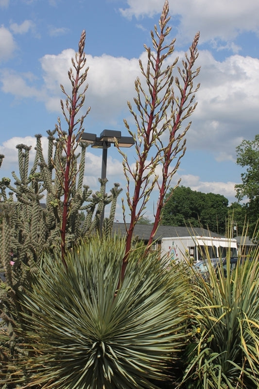 Image of Yucca 'Red Rover'|Paul J. Ciener Botanical Gdn, NC|