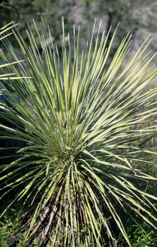 Image of Yucca constricta|In Situ Burnet Co, TX|