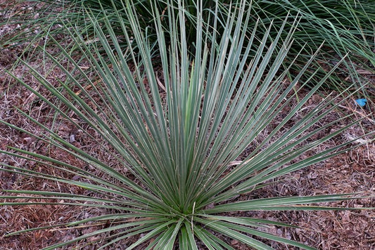 Image of Yucca elata 'Hidalgo'||