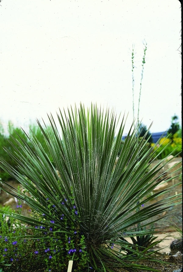 Image of Yucca elata coll. #D09-22|Juniper Level Botanic Gdn, NC|JLBG