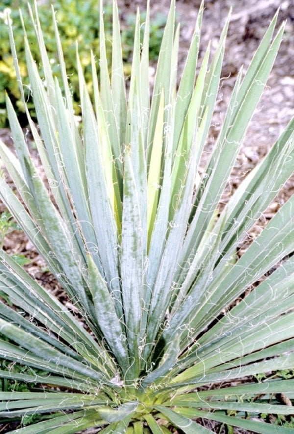 Image of Yucca filamentosa coll. #A1FL-167|Juniper Level Botanic Gdn, NC|JLBG
