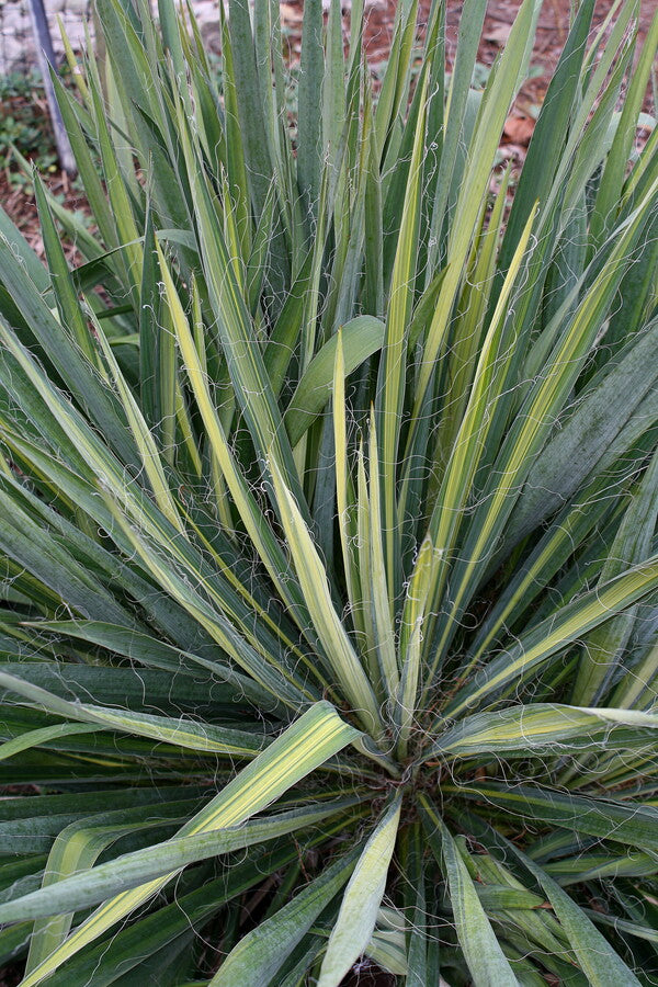 Image of Yucca flaccida 'Yellow Striper'|Juniper Level Botanic Gdn, NC|JLBG