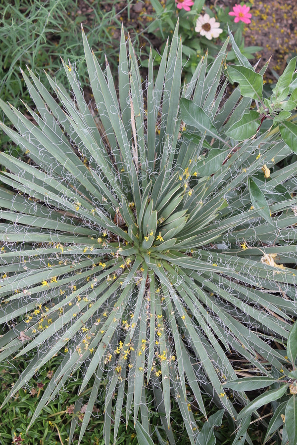Image of Yucca harrimaniae 'Wayne's Whorl'||