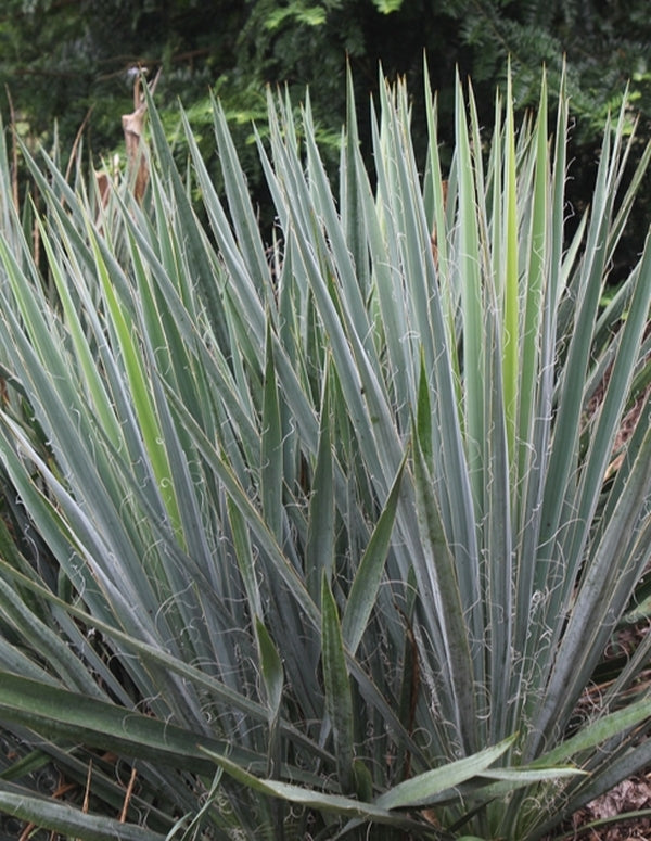 Image of Yucca louisianensis 'Desoto Blue'|Juniper Level Botanic Gdn, NC|JLBG