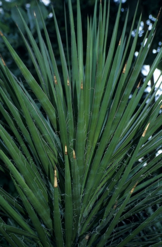 Image of Yucca mixtecana|J. Roosbroeck Gdn, Belgium|