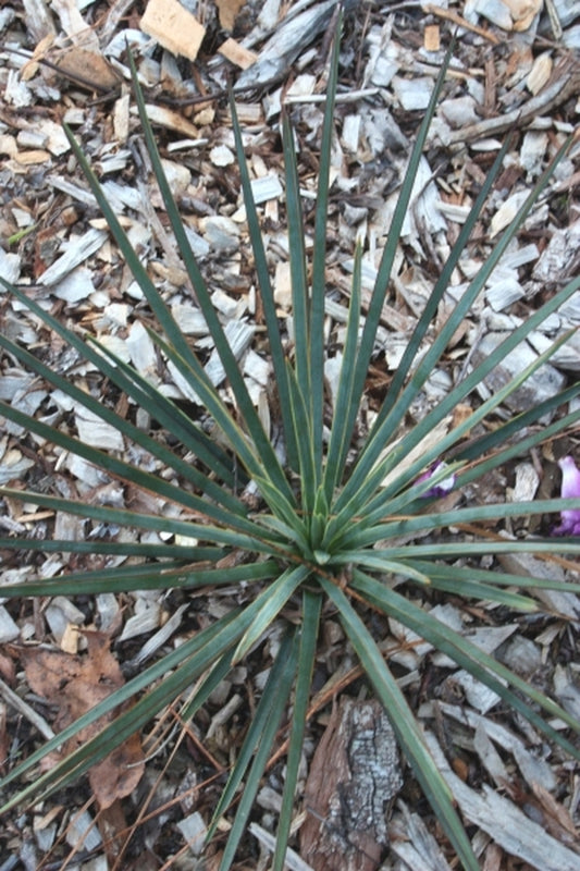 Image of Yucca queretaroensis||