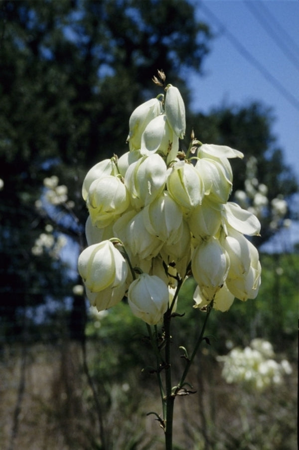 Image of Yucca rupicola|In Situ, San Antonio, TX|