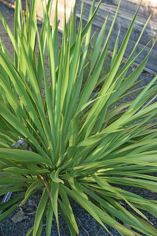 Image of Yucca rupicola|J.C. Raulston Arboretum, NC|JLBG