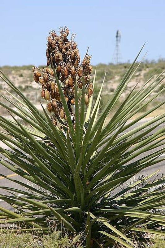 Image of Yucca torreyi coll. #D28-12|In Situ Dryden Texas|W. Roitsch