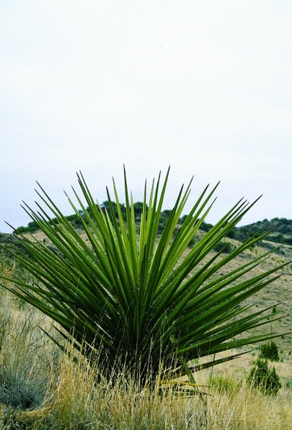 Image of Yucca torreyi|In Situ, Alpine, TX|