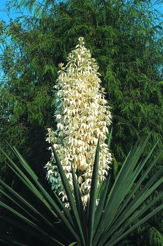 Image of Yucca treculeana|Juniper Level Botanic Gdn, NC|JLBG