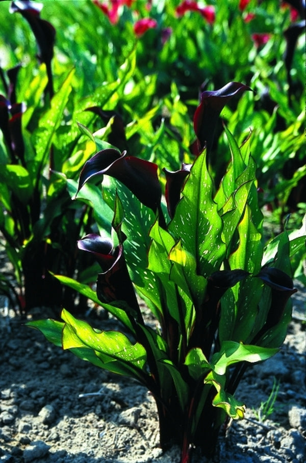 Image of Zantedeschia 'Black Star' PP 14,844|CNB, Holland|